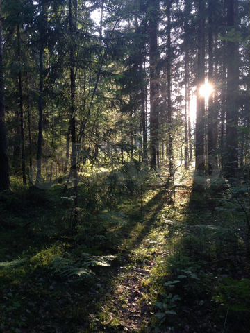 Участок 1,16 га (ИЖС)