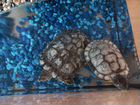 Красноухая черепаха с аквариумом и фильтром