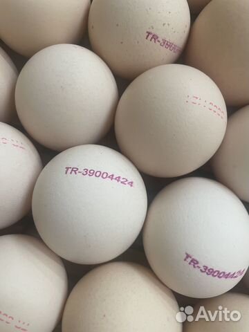 Яйцо инкубационное бройлер кобб 500/росс 308