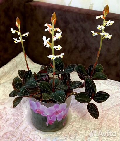 Драгоценная орхидея (Лудизия)