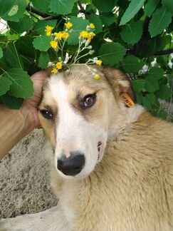 Собака для души