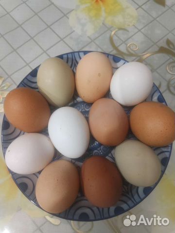 Домашние куриные яйца