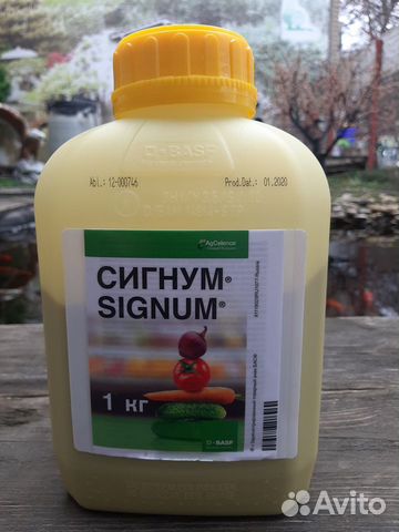 Сигнум, Беллис