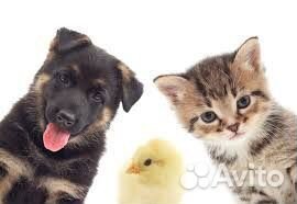 Передержка собак и кошек