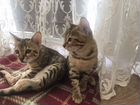 Бенгальские котята с документами объявление продам