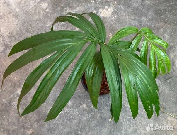 Эпипремнум Фишбон