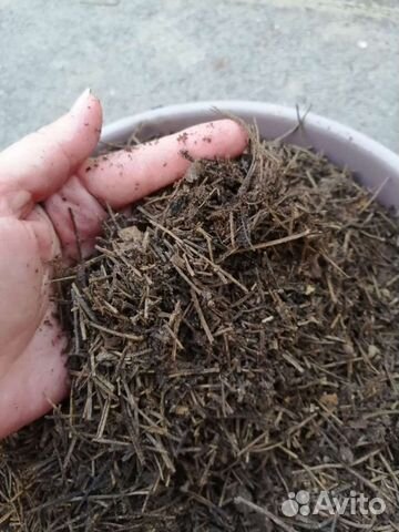 Хвойный перегной, опад