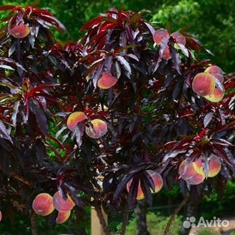 Персик Бургунди