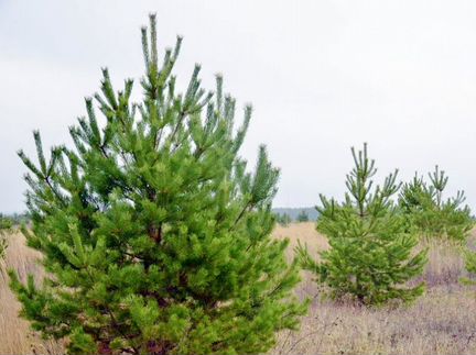 Русская живая сосна 206-207см