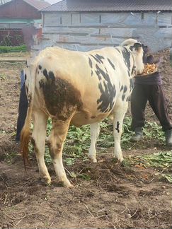 Корова голштинской породы нетель - фотография № 5