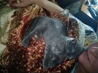 Котёнок от русской голубой кошки в добрые руки объявление продам
