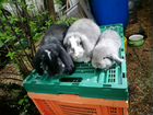 Кролики бараны объявление продам