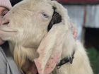 Обрезка копыт козам, овцам объявление продам