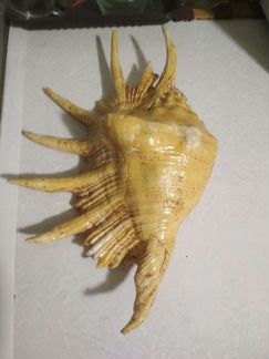 Раковина морская