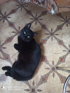 Красивый черный котик,9 месяцев ,ласковый,к лотку