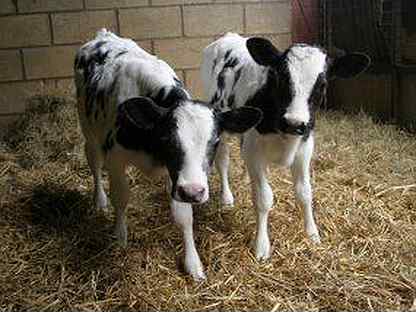 Диспепсия молодняка крс. Ветеринарные книга крс. Бронхопневмония телят. Бронхопневмония молодняка крс. Заболевания молодняка крс.