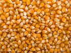 Кукуруза зерно объявление продам