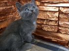 Кошки от русского голубого кота