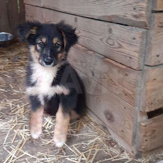 Привитые щенки