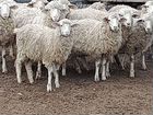 Продаются овцы-молодняк для разведения