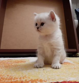 Шотландские котята