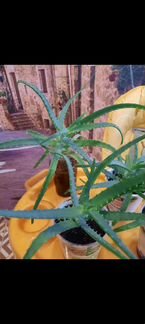 Алоэ столетник