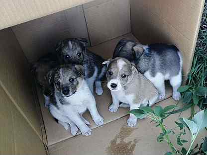 авито бузулук животные