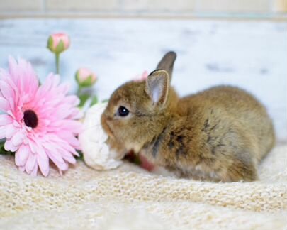 Домашние мини зайчики