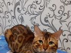 Бенгальский кот для вязки объявление продам