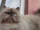 Персидская кошка вязка