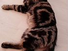 Шотландская вислоухая кошка вязка