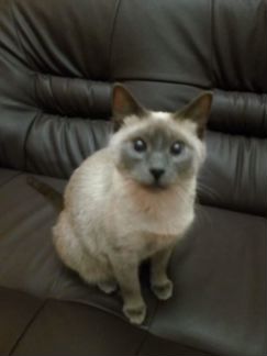 Кошка 7-8 лет