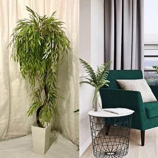 Ива Плакучая иск - растение для дома