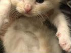 Котята от шотландской кошки объявление продам