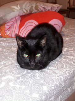 Черная кошка