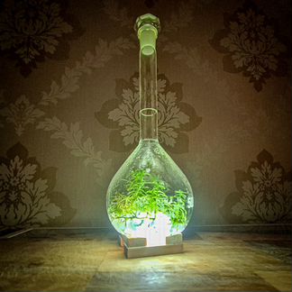 Вечная живая биосфера светильник 