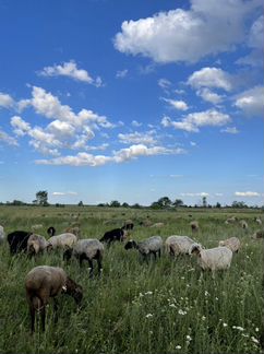 Бараны, овцы (Самара-Новокуйбышевск) - фотография № 4