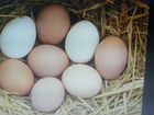 Яйцо инкубационное от деревенских кур