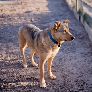 Собака в добрые руки