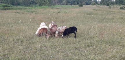 Катумские овцы бараны - фотография № 2