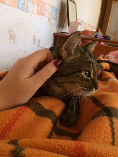 Передержка кошек