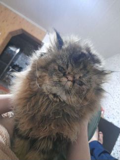 Персидская кошка, вязка