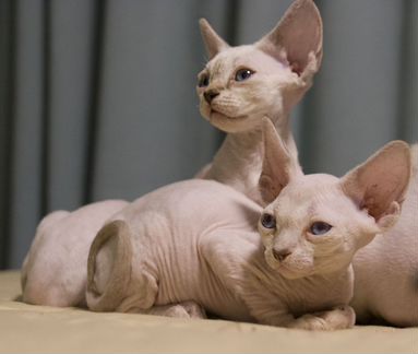 Голубоглазые девонята