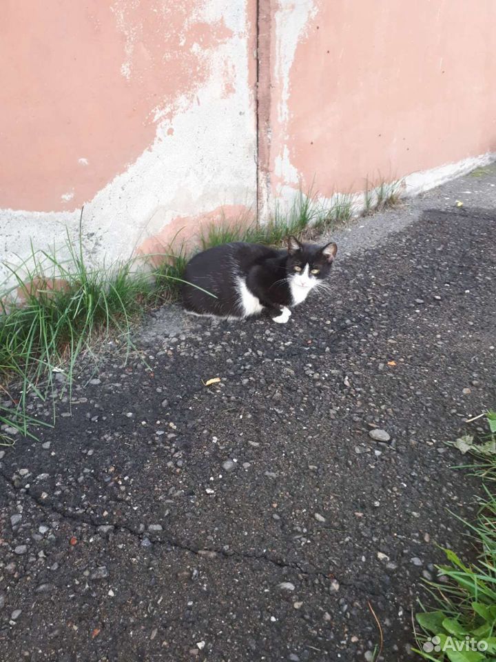 Кошка