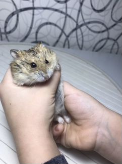 Ждунгарский хомяк