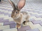 Кролики фландэры и новозеланские объявление продам