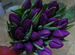 Фиолетовые тюльпаны к чему. Тюльпан фиолетовый сорта. Сиреневые тюльпаны сорта. Тюльпаны лиловые сорта. Тюльпан фиолетовый махровый.