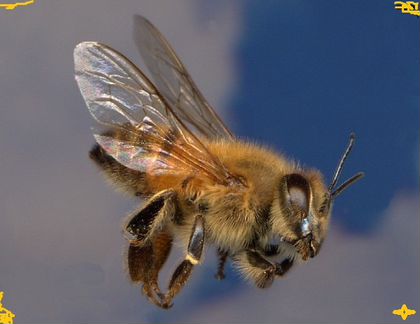 Пчелопакеты - фотография № 4