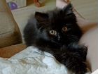 Сибирский котёнок девочка объявление продам