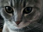 Котёнок шотландский вислоухийх объявление продам